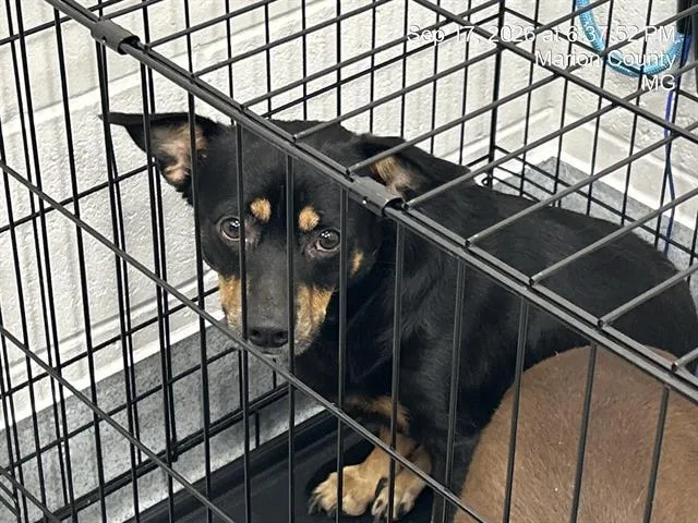 Max