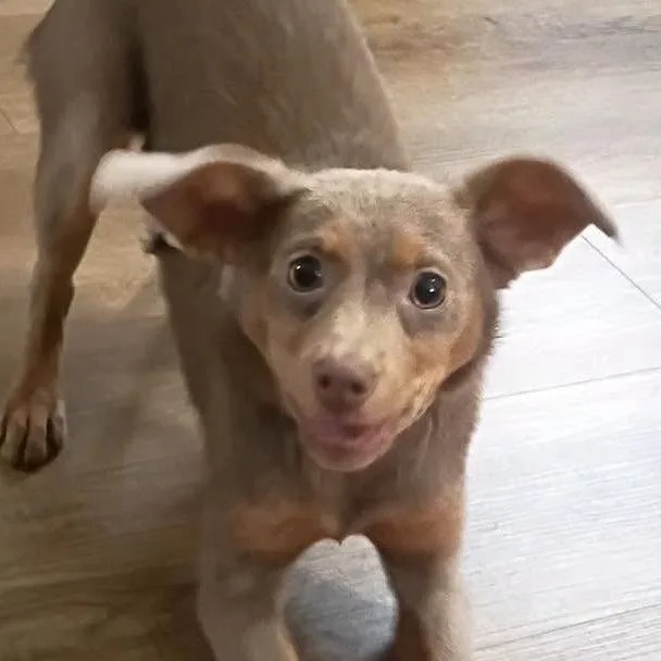 A young small-sized female Gray / Blue / Silver Chihuahua dog named ChiChi for adoption in Bendena, KS