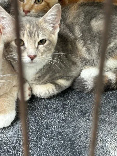 Meowly Cyrus