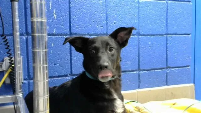 A baby small-sized female Australian Cattle Dog / Blue Heeler dog named Salem for adoption in Albuquerque, NM