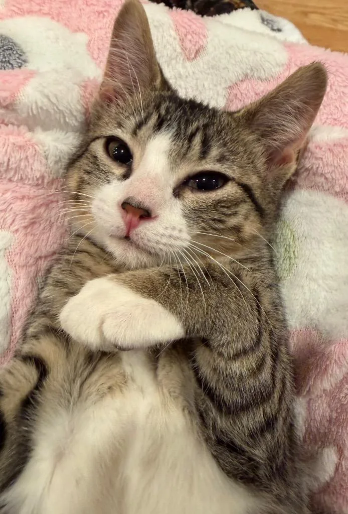 A baby small-sized female Domestic Short Hair cat named Onion for adoption in Ogden, UT