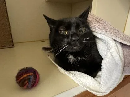 An adult medium-sized female Domestic Short Hair cat named Opal for adoption in Fairfax, VA