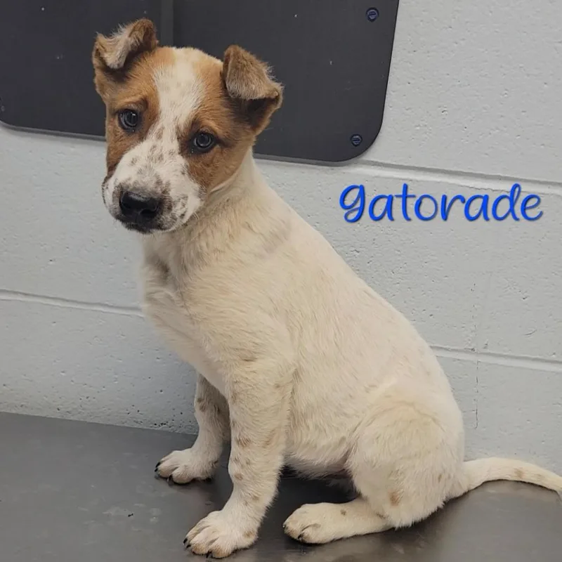 A baby small-sized male White / Cream Cattle Dog dog named Gatorade for adoption in Parkersburg, WV