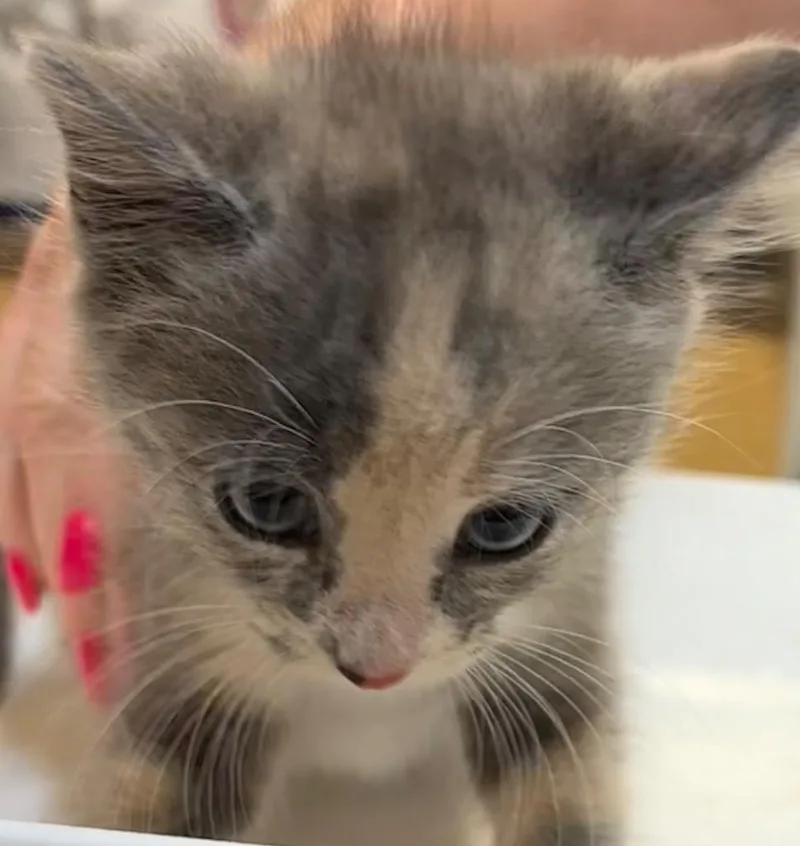 A baby small-sized female Domestic Short Hair cat named Miracle for adoption in Elizabethton, TN