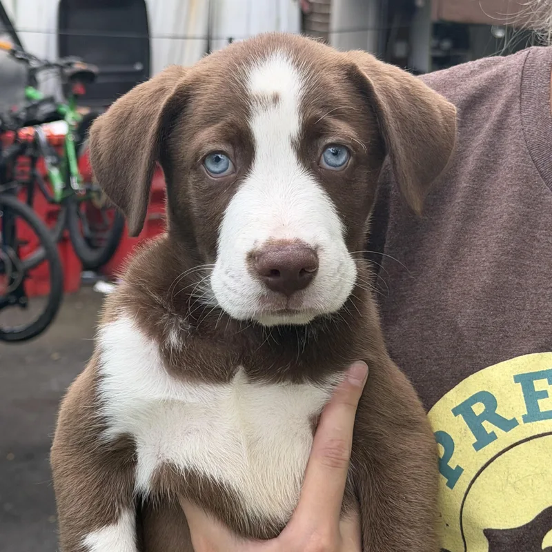 A baby medium-sized male Australian Shepherd dog named Rocket for adoption in White Lake, MI