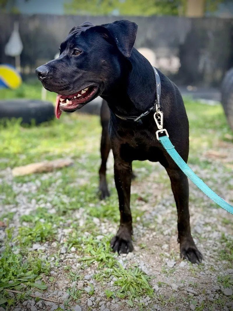 A young large-sized male Pit Bull Terrier dog named Magnum for adoption in Royalton, IL