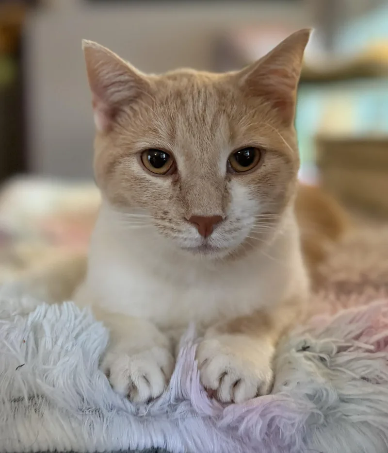 A baby medium-sized male Buff / Tan / Fawn Domestic Short Hair cat named Bagel for adoption in Mount Sterling, KY