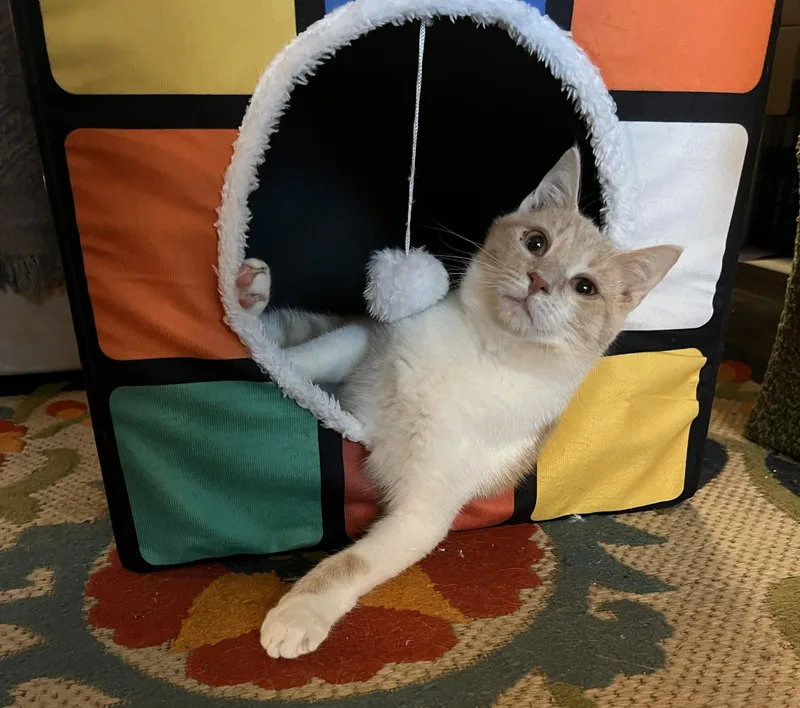 Bagel thumbnail 4