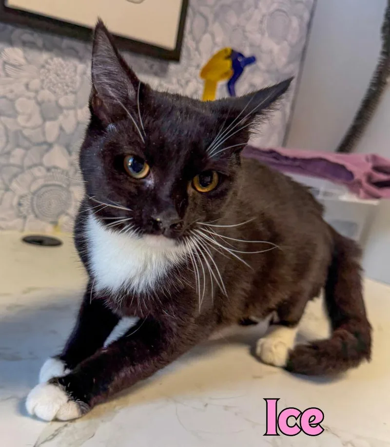A baby medium-sized female Domestic Short Hair cat named Ice for adoption in Rome, GA