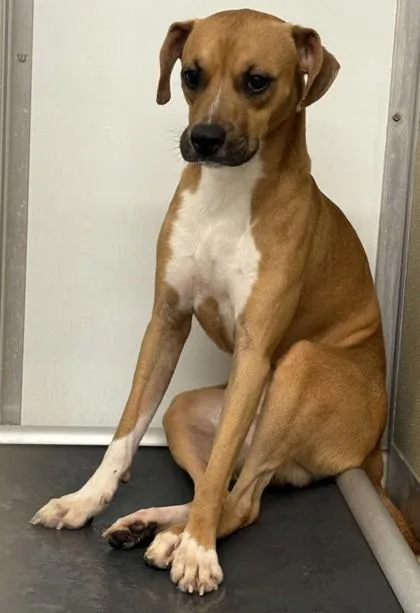 An adult medium-sized male Mixed Breed dog named Scooby for adoption in Lafayette, IN