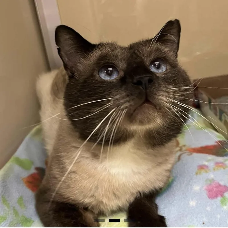 An adult small-sized male Gray / Blue / Silver Siamese cat named Bizbee for adoption in Lynchburg, VA