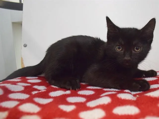 A baby small-sized male Domestic Short Hair cat named Rambo for adoption in Sacramento, CA