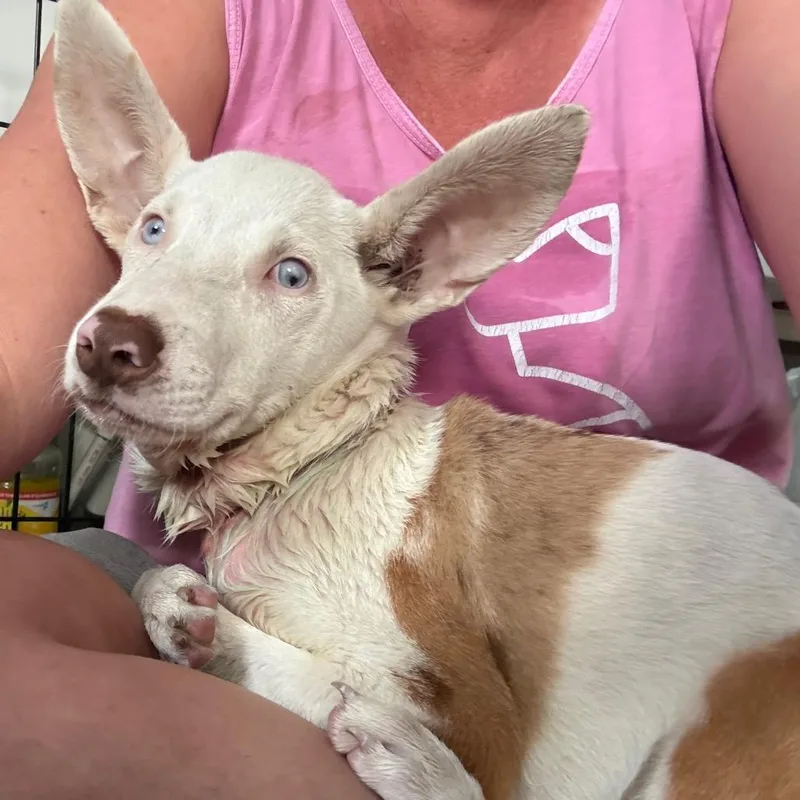 A baby small-sized female Red / Chestnut / Orange Cattle Dog dog named Guilly for adoption in Hattiesburg, MS