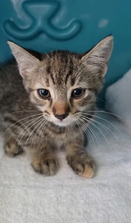 A baby small-sized female Domestic Short Hair cat named Nita for adoption in Honolulu, HI