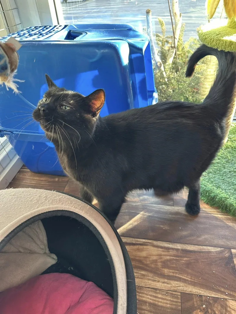 Scooby At Hooves And thumbnail 2