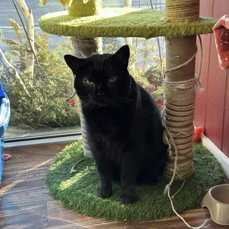 Scooby At Hooves And thumbnail 3