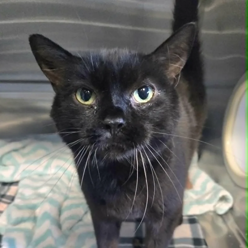 Scooby At Hooves And