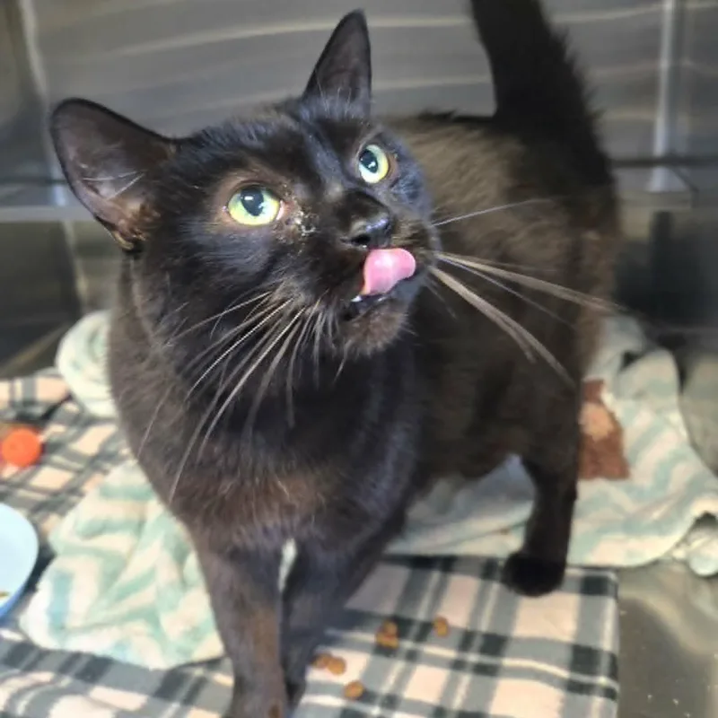 Scooby At Hooves And thumbnail 4