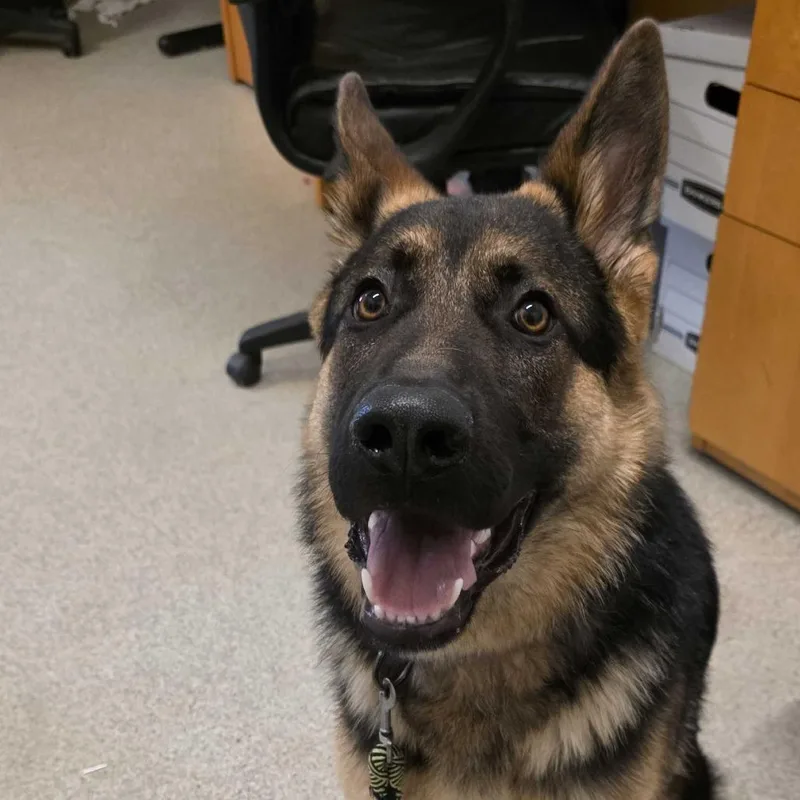 A young large-sized male Black German Shepherd Dog dog named Braxton for adoption in Gloucester, VA