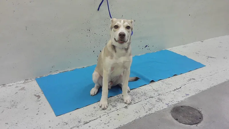 Koda