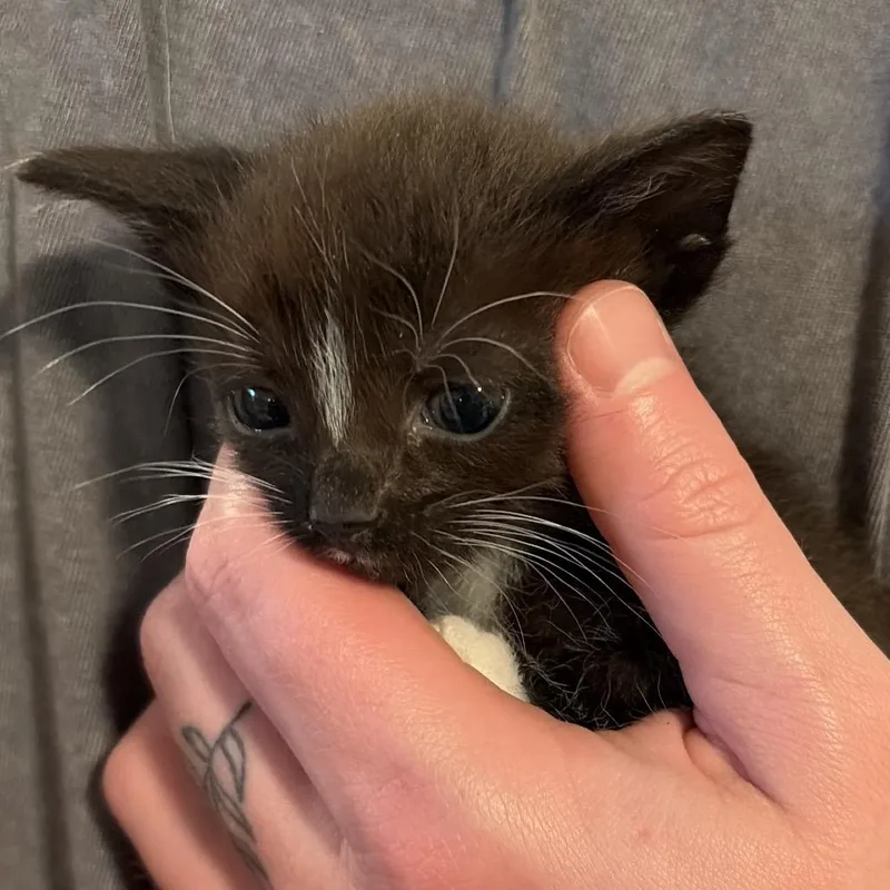 A baby small-sized male Black Domestic Short Hair cat named Bandit for adoption in Chattanooga, TN