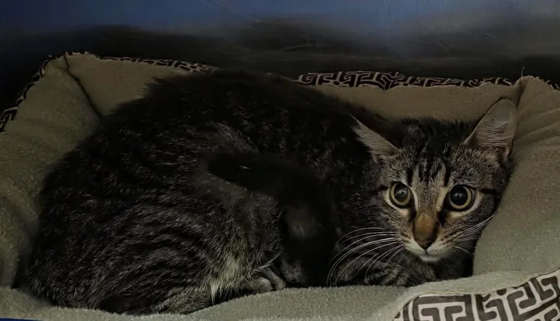 A young medium-sized female Domestic Medium Hair cat named Eleanor for adoption in Rockwall, TX