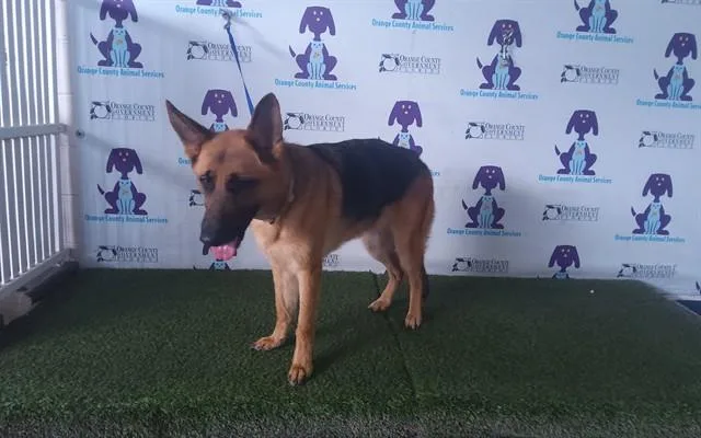 A young large-sized female German Shepherd Dog dog named Sandy for adoption in Orlando, FL