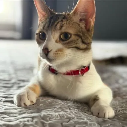 A baby medium-sized female Calico American Shorthair cat named Juju Bean for adoption in Lincoln Park, NJ