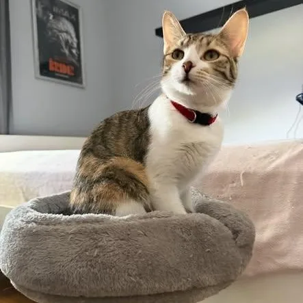 Juju Bean thumbnail 2