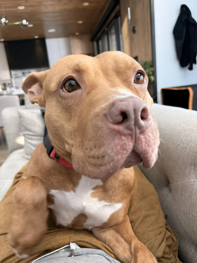 A young medium-sized male Pit Bull Terrier dog named Roscoe for adoption in Aurora, CO