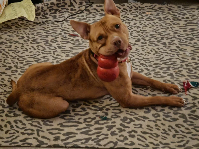 Roscoe thumbnail 3