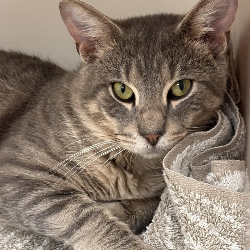 A baby medium-sized male Gray & White Domestic Short Hair cat named Petco Josh for adoption in Batavia, NY