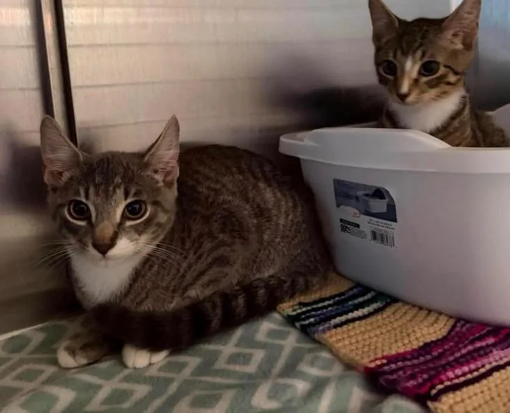 A baby medium-sized male Domestic Short Hair cat named K Kirk for adoption in Ashland, WI