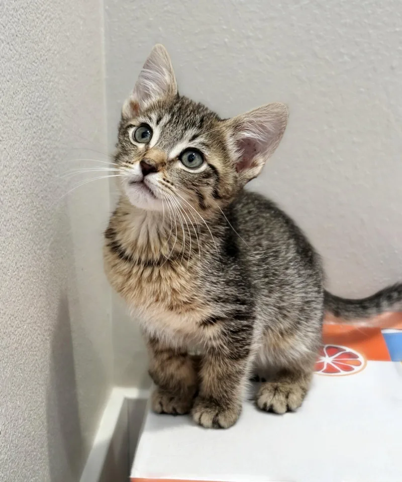 A baby medium-sized female Tabby cat named Savory for adoption in Alameda, CA