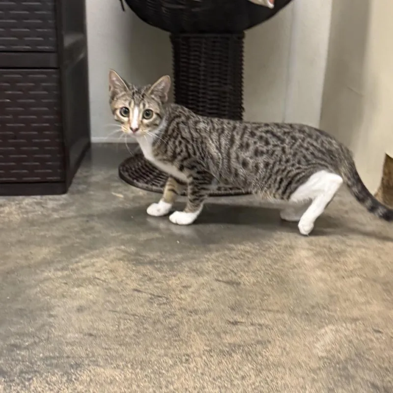 A baby small-sized female Brown / Chocolate Domestic Short Hair cat named Sharpie for adoption in Garfield, AR