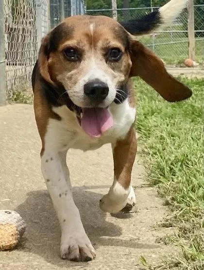 An adult medium-sized male Tricolor (Brown, Black, & White) Beagle dog named Buck for adoption in Glasgow, KY