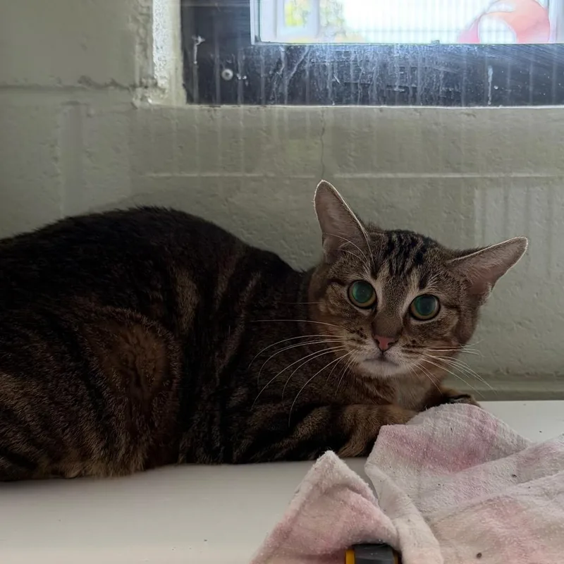 An adult medium-sized female Brown / Chocolate Domestic Short Hair cat named Lily for adoption in Salt Lake City, UT