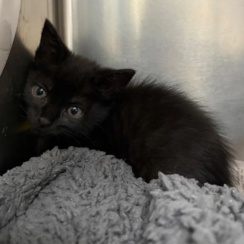 A baby small-sized female Black Domestic Short Hair cat named Lillybet for adoption in Milton, FL