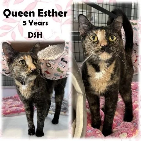 An adult medium-sized female Tortoiseshell Domestic Short Hair cat named Queen Esther for adoption in Franklin, IN