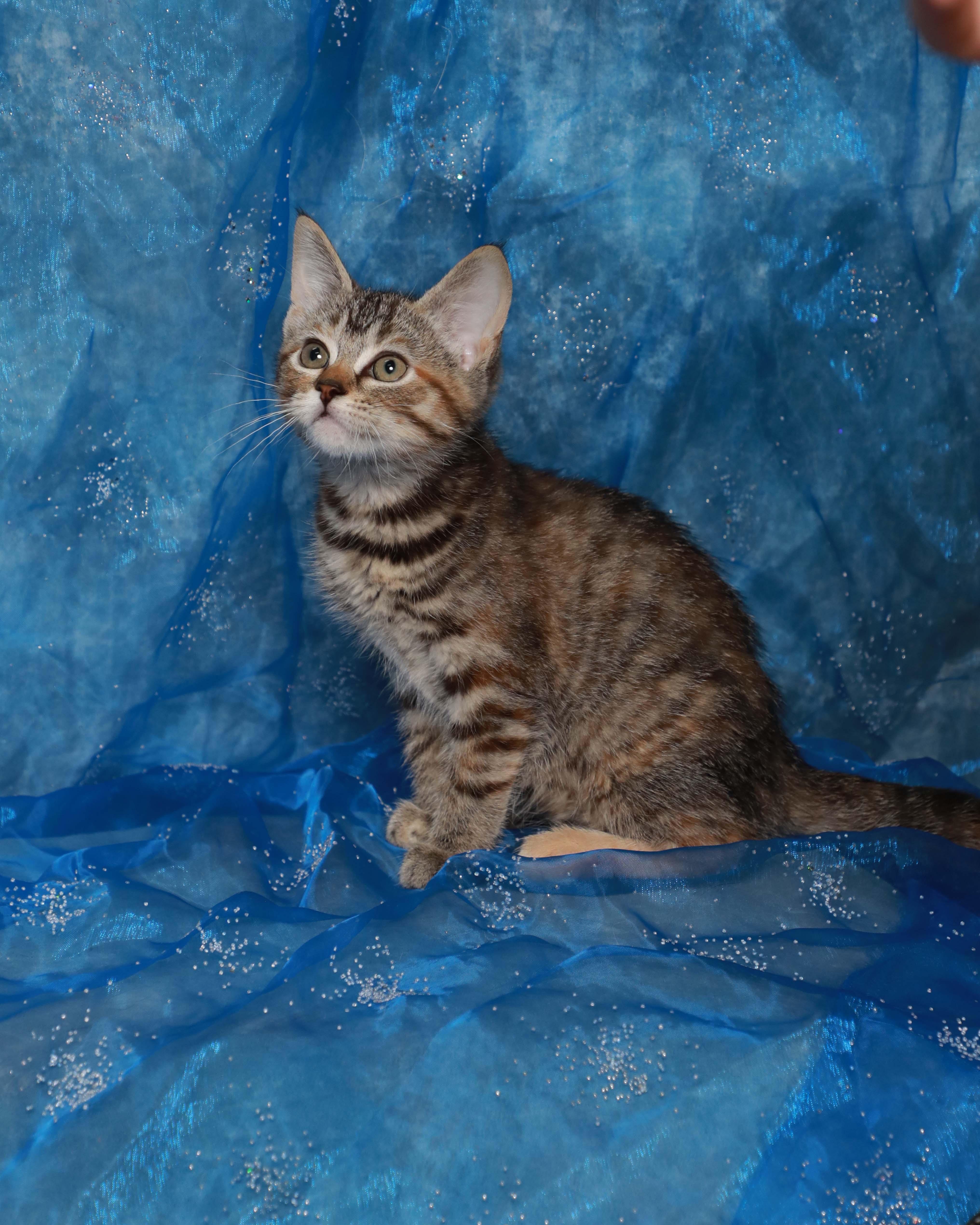 A baby medium-sized female Tabby (Orange / Red) Domestic Short Hair cat named Roo for adoption in Rock Falls, IL