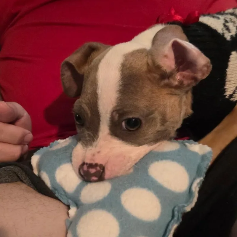 A baby medium-sized female Boxer dog named Macy for adoption in Plano, TX