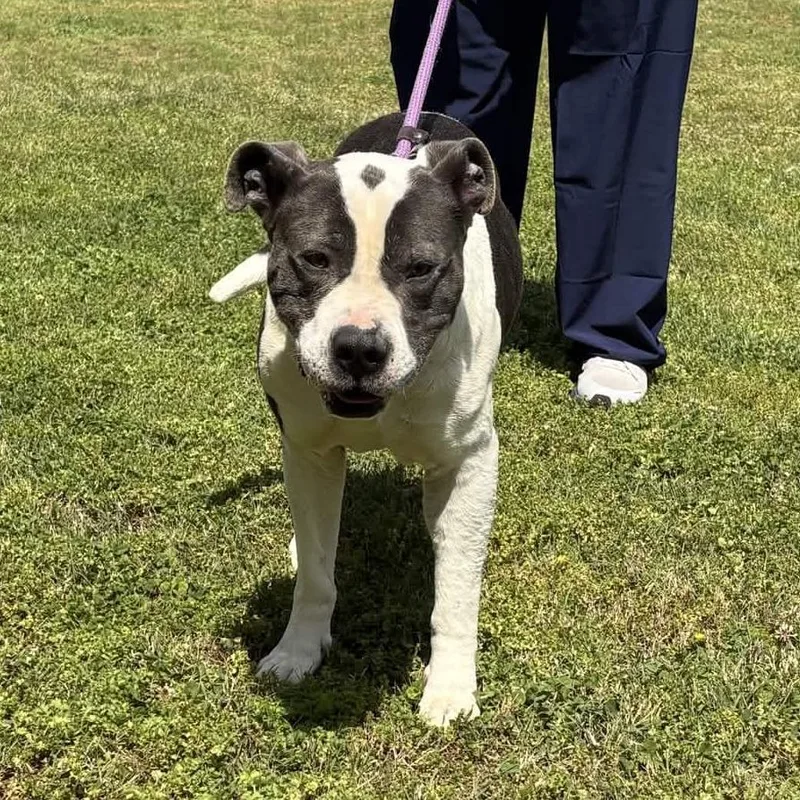An adult large-sized male Gray / Blue / Silver American Staffordshire Terrier dog named Thurman for adoption in Greenville, SC