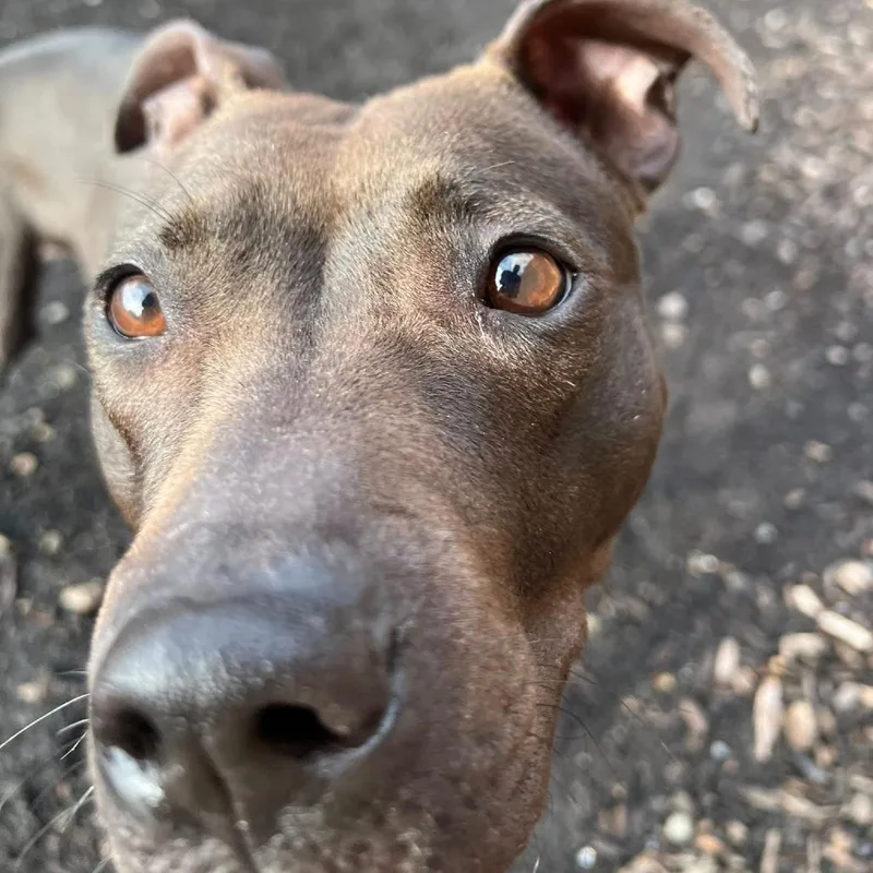 An adult medium-sized female Black Mixed Breed dog named Moxie for adoption in Pittsburgh, PA
