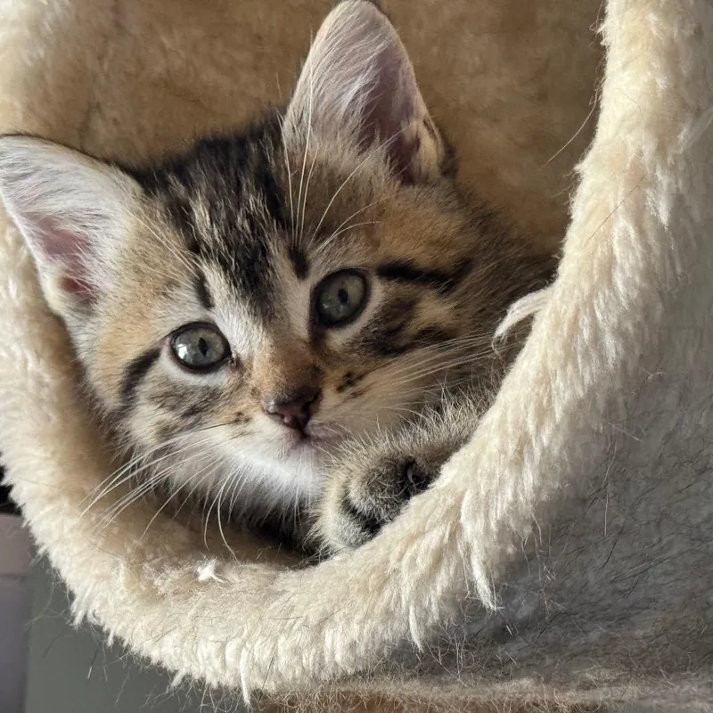 A baby small-sized male Brown / Chocolate Domestic Short Hair cat named Sweetie for adoption in Franklin, TN