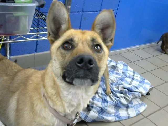 An adult medium-sized female German Shepherd Dog dog named Chancy for adoption in Albuquerque, NM