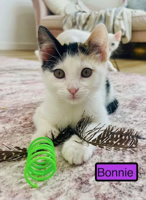 A baby medium-sized female Domestic Short Hair cat named Bonnie for adoption in Zimmerman, MN