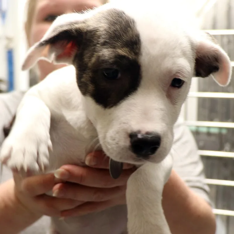 A baby small-sized female Mixed Breed dog named Calypso for adoption in Port Washington, NY