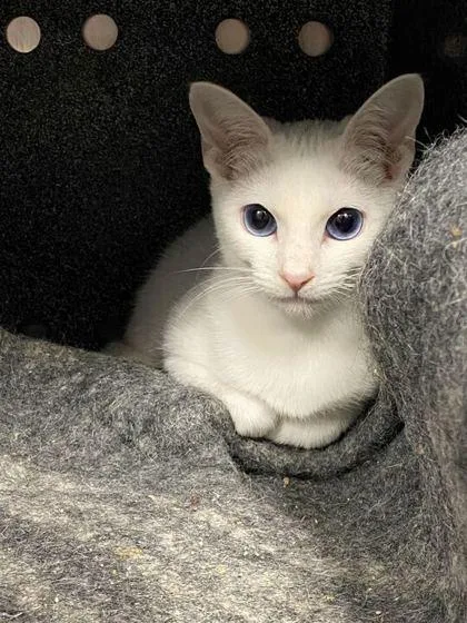 A baby small-sized female Domestic Short Hair cat named Yuki for adoption in Daytona Beach, FL