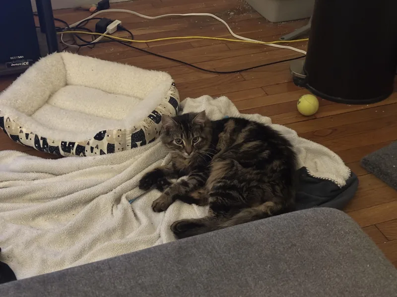 A young medium-sized male Tabby (Brown / Chocolate) Domestic Long Hair cat named Lettuce for adoption in Worcester, MA