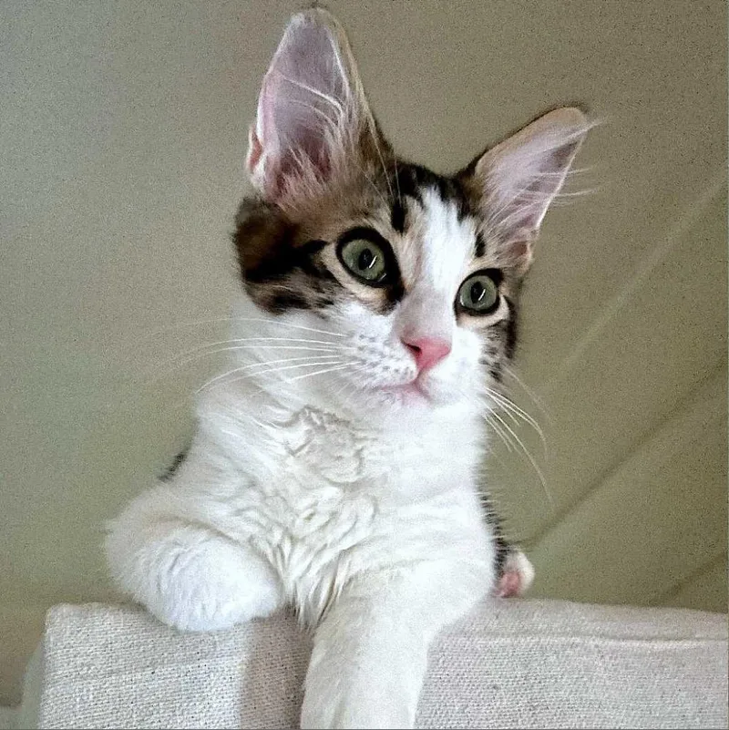 Sini Sioux Baby thumbnail 2